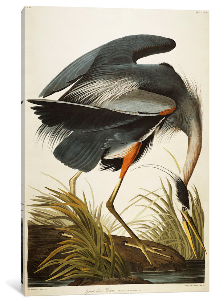 Great Blue Heron  by John James Audubon