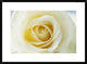 "Rose close up of white Rose in bloom"  by Jan Vermeer, 32x24"