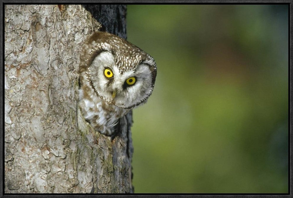"Boreal Owl peaking through hole in tree, Sweden"  by Konrad Wothe, 25x17"