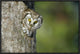 "Boreal Owl peaking through hole in tree, Sweden"  by Konrad Wothe, 25x17"
