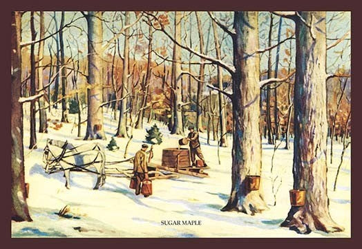 Sugar Maple - Gallery Wrapped Canvas Art 28" x 42"