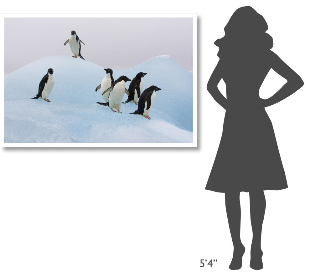 "Adelie Penguin standing on iceberg, Paulet Island" Paper Art, 50"x34"