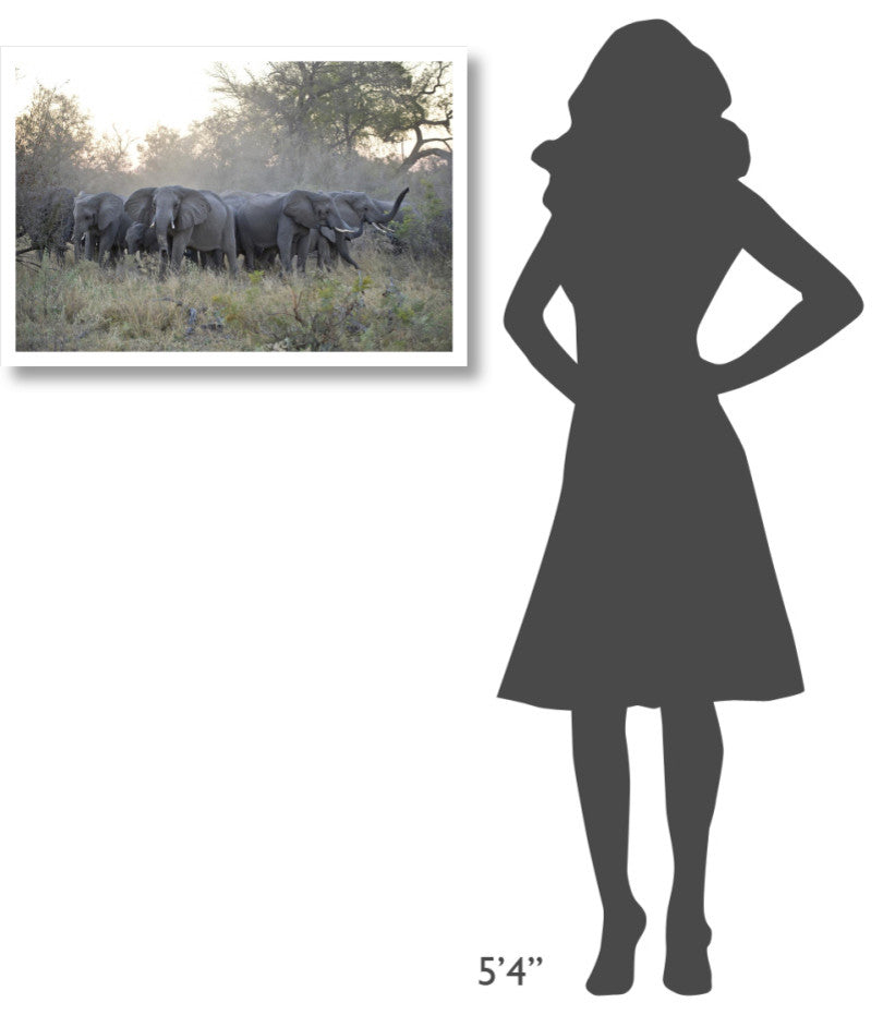 "African Elephant upset herd gathering, Okavango Delta" Paper Art, 32"x22"