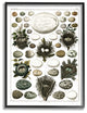 Eggs and Nests Vintage Illustration, 11"x14", Framed Giclee Texturized Art