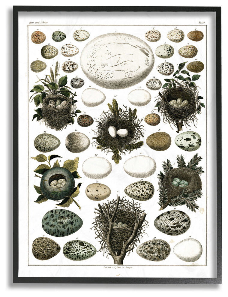 Eggs and Nests Vintage Illustration, 11"x14", Framed Giclee Texturized Art