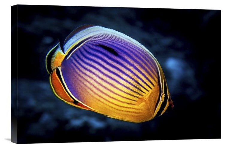 "Butterflyfish" Stretched Canvas Giclee by Barathieu Gabriel, 18x12"