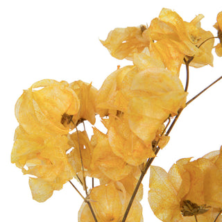 Vickerman Cara Blossom Spray