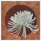 "Morning Chrysanthemum III" Digital Paper Print by Kathrine Lovell, 26"x26"
