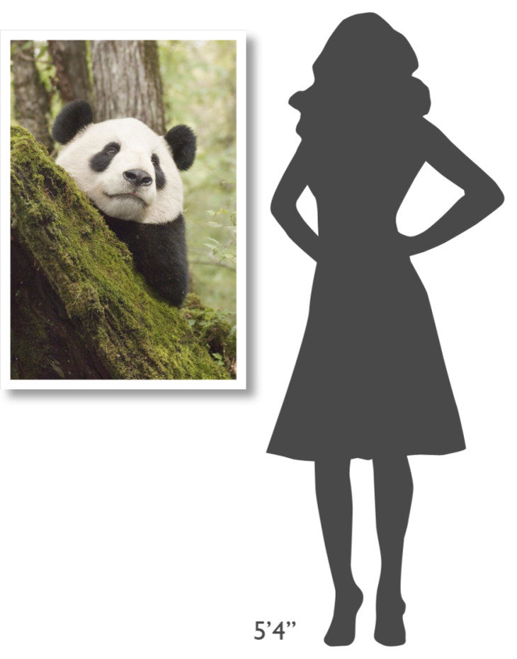"Xiang Xiang, 1st captive raised panda released into wild" Paper Art, 26"x38"