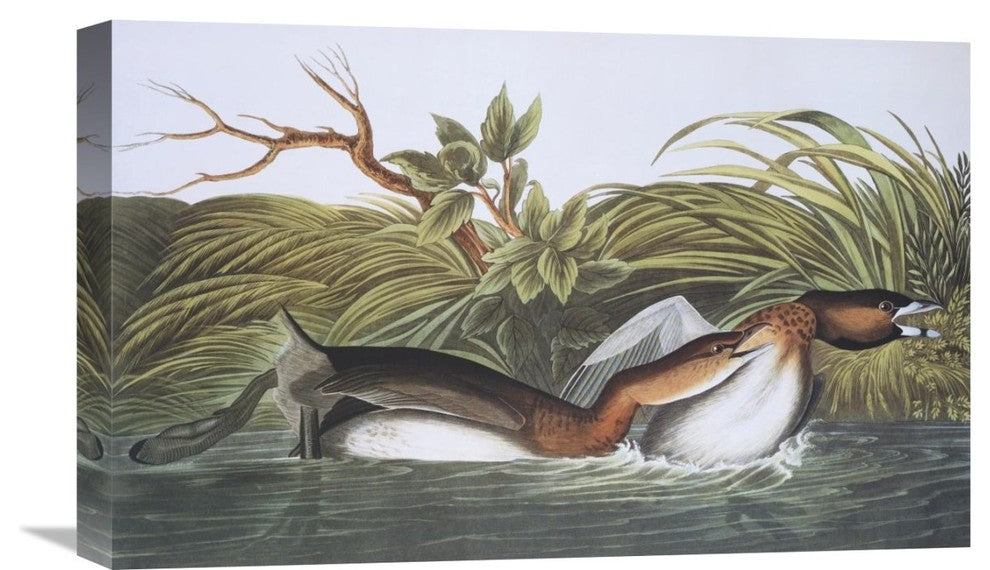 "American Pied-Bill Dobchick" Canvas Giclee by John James Audubon, 22"x14"