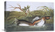 "American Pied-Bill Dobchick" Canvas Giclee by John James Audubon, 22"x14"