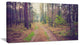 Straight Pathway in Thick Forest, Modern Forest Canvas Art, 32"x16"