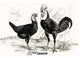 Spanish (Chickens)- Gallery Wrapped Canvas Art 28" x 42"