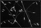"Crossed Lines" Framed Canvas Giclee by Olavo Azevedo, 19x13"