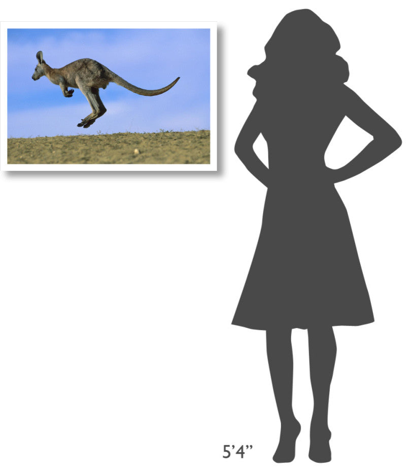 "Wallaroo or Euro Kangaroo hopping, Sturt, New South Wales" Paper Art, 32"x22"