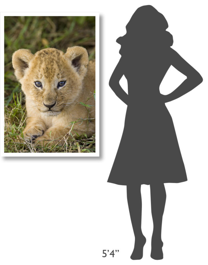 "African Lion 5 week old cub, vulnerable, Masai Mara Reserve" Paper Art, 26"x38"