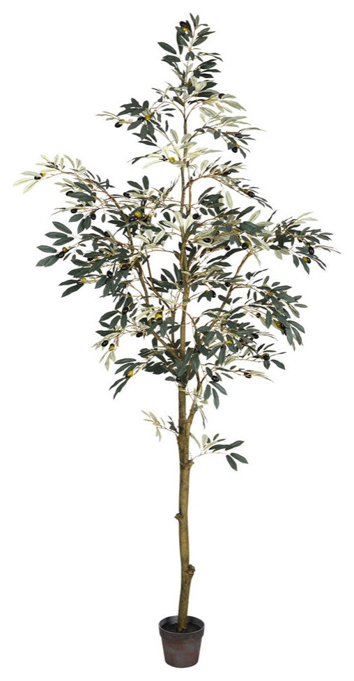 7' Potted Olive Tree 1175Lvs