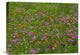 "Pointed Phlox And Indian Paintbrushes In Bloom, Hill Country, Texas" Artwork
