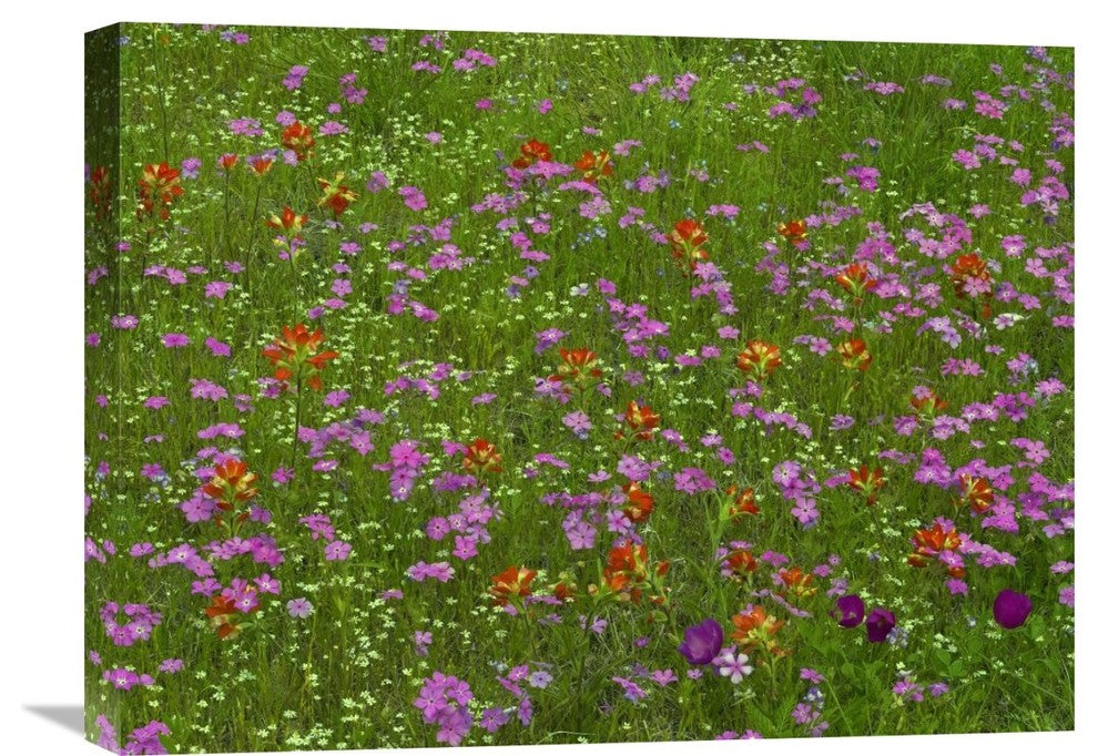 "Pointed Phlox And Indian Paintbrushes In Bloom, Hill Country, Texas" Artwork
