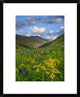 Orange Sneezeweed and Delphinium In American Basin, Colorado, 18"x22"
