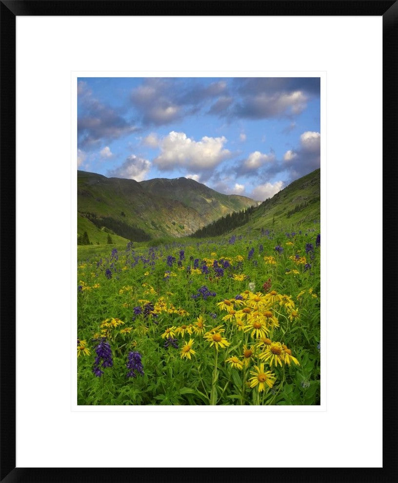 Orange Sneezeweed and Delphinium In American Basin, Colorado, 18"x22"