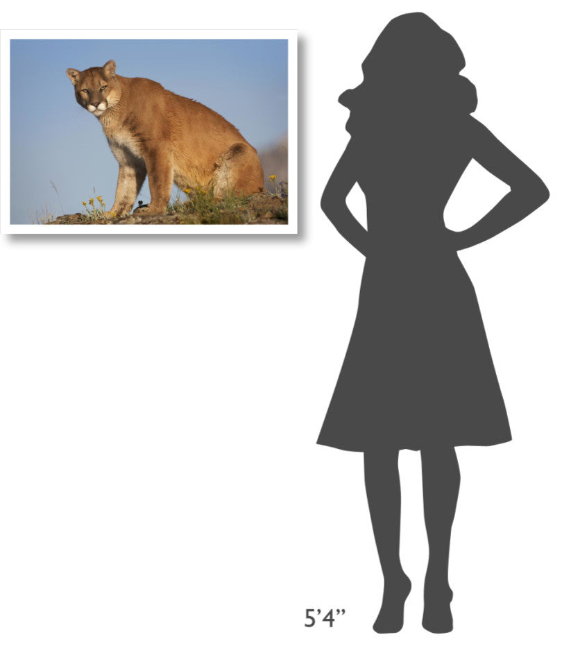 "Mountain Lion North America" Digital Paper Print by Tim Fitzharris, 32"x22"