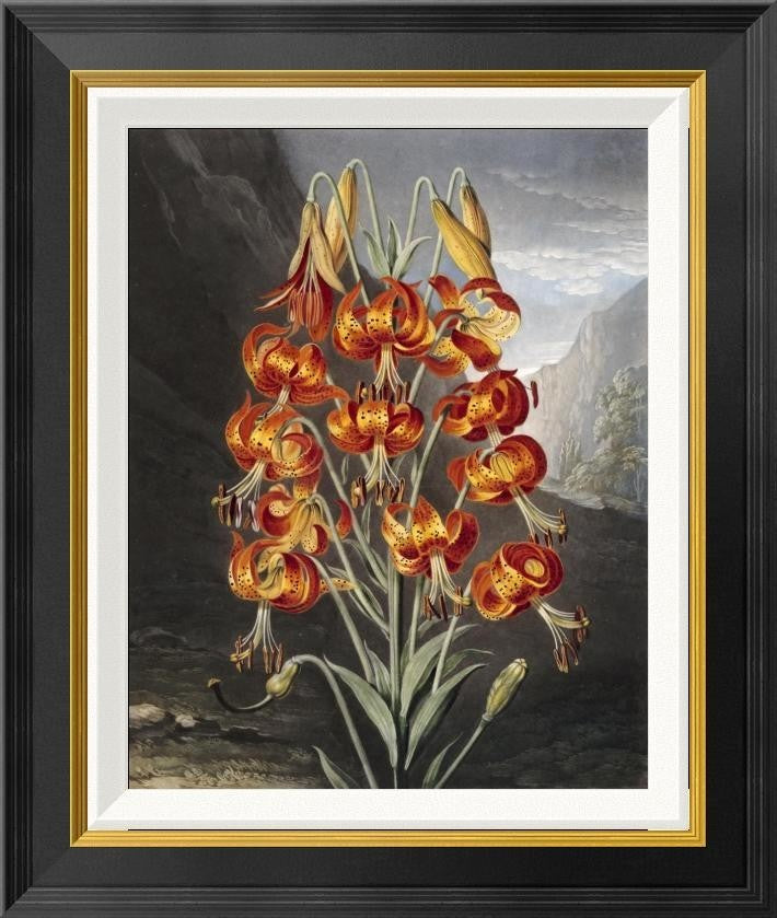 "The Superb Lily" Framed Canvas Giclee by Robert John Thornton, 19x22"