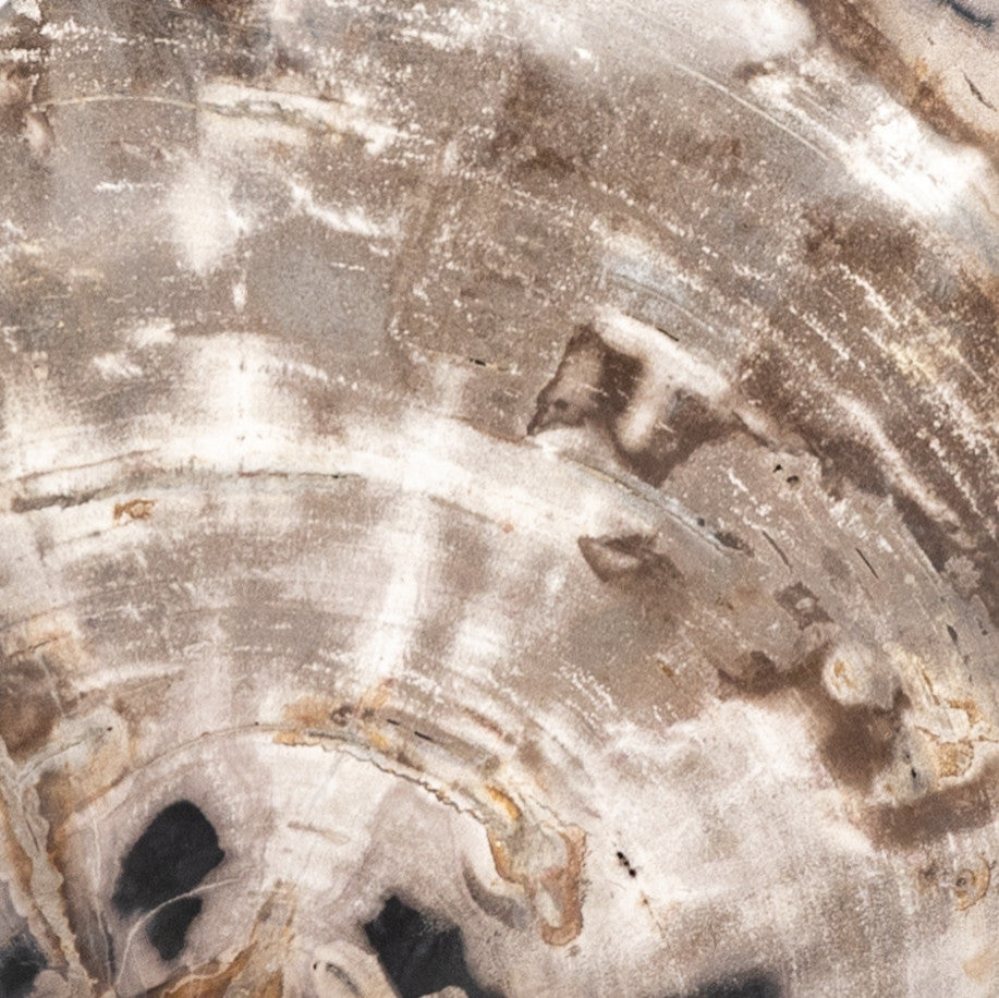 Petrified Wood Organic Sculpture-Dark