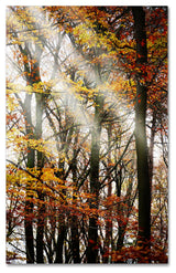 'Just the Light' Canvas Art by Philippe Sainte-Laudy