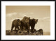 Grizzly Bear With Two One-Year-Old Cubs, North America, Sepia, 36"x26"