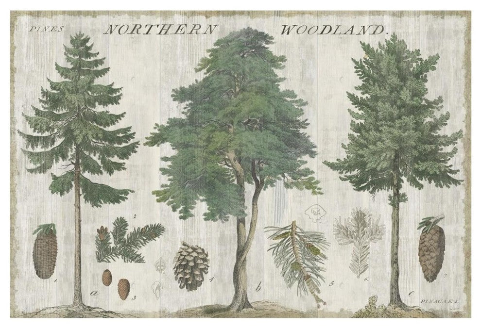 "Woodland Chart I" Digital Paper Print by Sue Schlabach, 62"x42"
