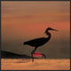 "Little Egret silhouetted at sunset, Africa"  by Tim Fitzharris, 31x31"