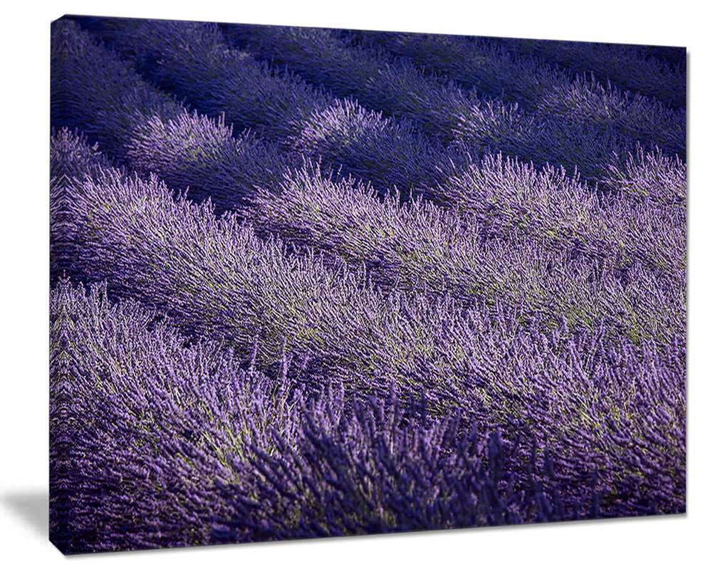 "Lavender Field and Ray of Light" Landscape Wall Art Print, 20"x12"