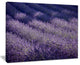 "Lavender Field and Ray of Light" Landscape Wall Art Print, 20"x12"