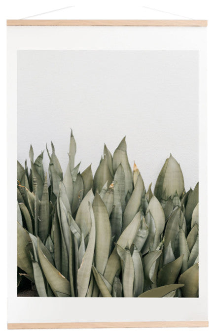 Romana Lilic/La76 Photography Moonshine Snake Plant Art Print and Hanger