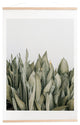 Romana Lilic/La76 Photography Moonshine Snake Plant Art Print and Hanger