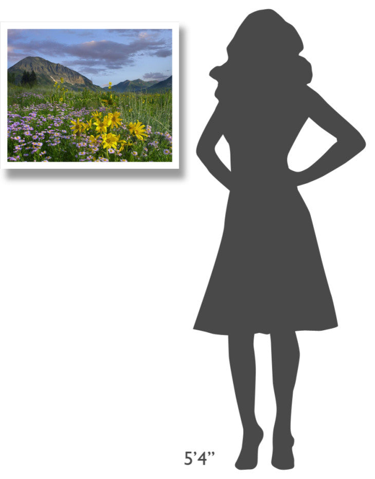 "Meadow of Orange Sneezeweed, Smooth Aster, Gothic Mountain" Paper Art, 26"x22"