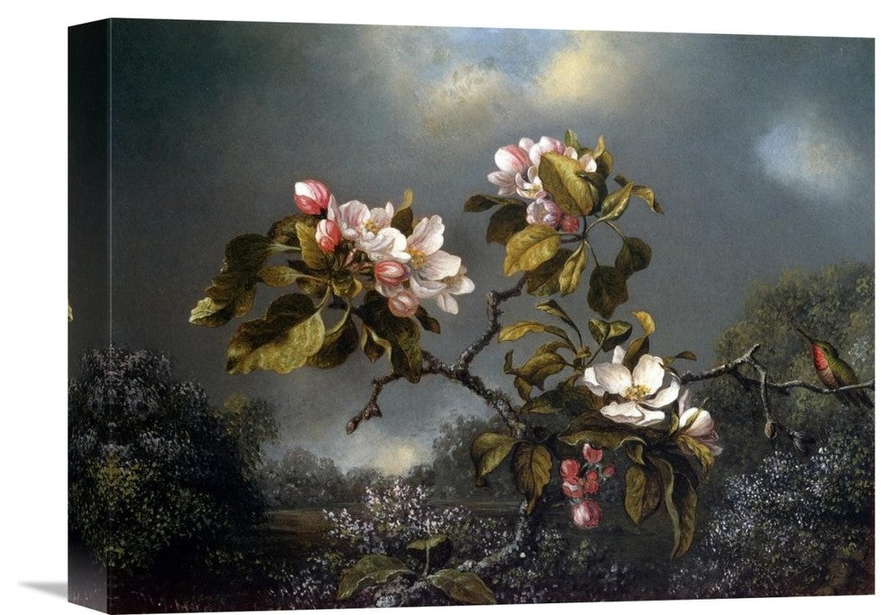 "Apple Blossom And Hummingbird" Canvas Giclee by Martin Johnson Heade, 16"x12"
