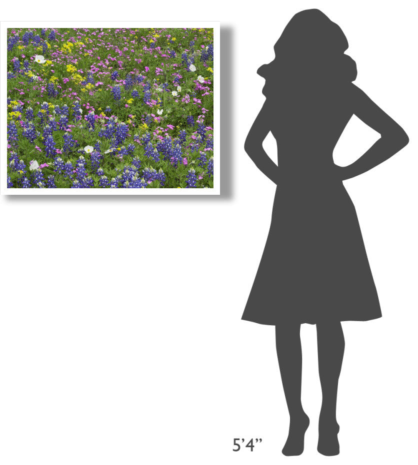 "Sand Bluebonnet flowers, Hill Country, Texas" Print by Tim Fitzharris, 34"x26"