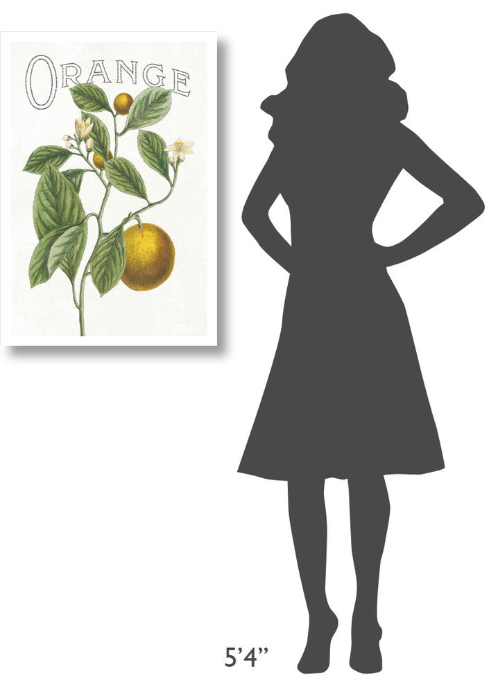 "Classic Citrus VI v2" Digital Paper Print by Sue Schlabach, 22"x32"