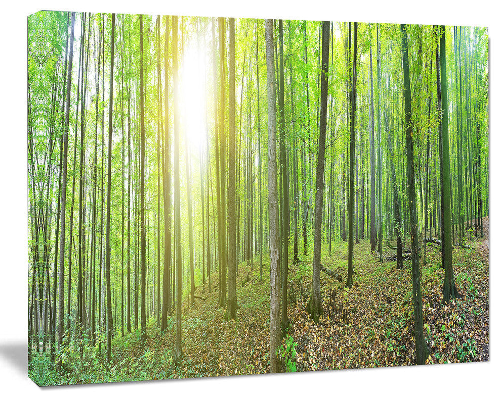 Thick Green Forest Panorama, Landscape Canvas Art Print, 20"x12"