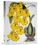 "Oncidium Varicosum Var. Rogers II" Canvas Giclee by Samuel Jennings, 17"x22"