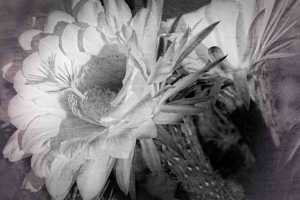 "Big Bertha Blooms" Painting Print on Canvas by Robertson