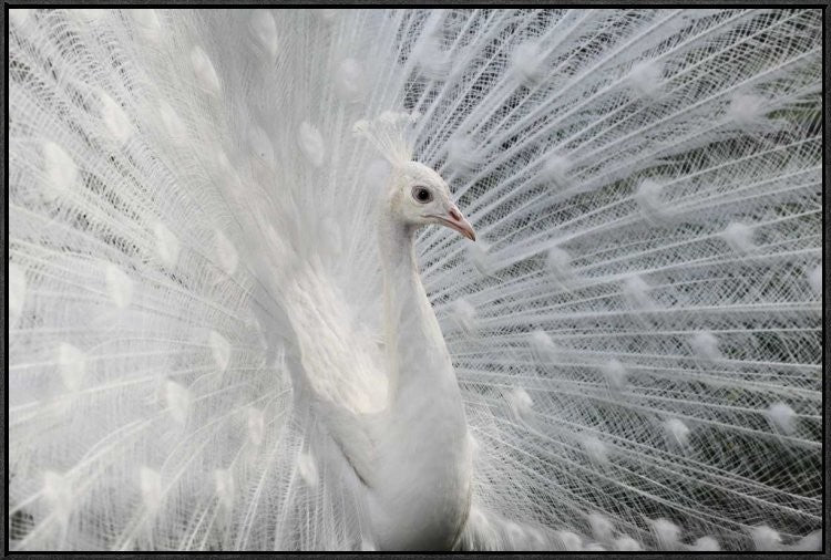 "As White As Snow" Framed Canvas Giclee by Victoria Ivanova, 37x25"