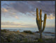 "Saguaro cactus at beach, Cabo San Lucas, Mexico"  by Tim Fitzharris, 25x19"