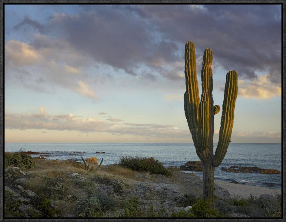 "Saguaro cactus at beach, Cabo San Lucas, Mexico"  by Tim Fitzharris, 25x19"