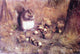 Joseph Decker A Squirrel with Nuts - 18" x 27" Premium Canvas Print