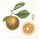 "Classic Citrus IV" Digital Paper Print by Sue Schlabach, 26"x26"