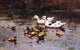Johannes Frederik Hulk Ducks Having A Swim, 18"x27" Wall Decal