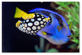 'Colorful Tropical Fish' Canvas Art by Kurt Shaffer